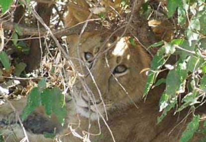 Safari au Kenya de Michèle