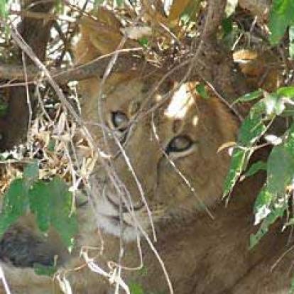 Safari au Kenya de Michèle