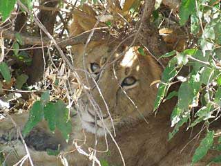 Safari au Kenya de Michèle