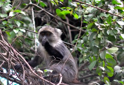 Safari au Kenya de Grégory