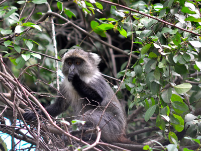 Safari au Kenya de Grégory