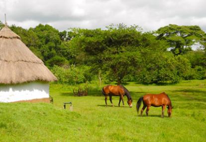 Safari au Kenya de Grégory