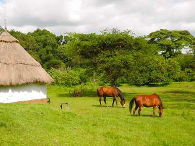 Safari au Kenya de Grégory