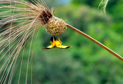 Safari au Kenya de Grégory