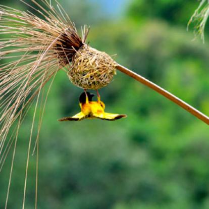 Safari au Kenya de Grégory