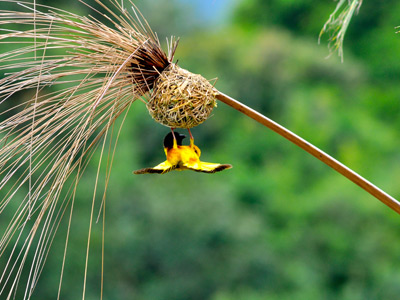 Safari au Kenya de Grégory