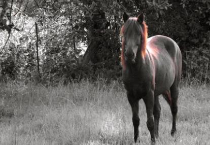 Safari au Kenya de Grégory