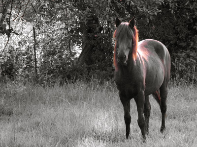 Safari au Kenya de Grégory