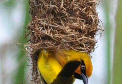 Safari au Kenya de Grégory