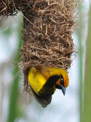 Safari au Kenya de Grégory