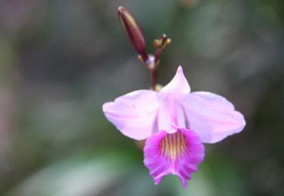 Voyage au Laos de Béatrice
