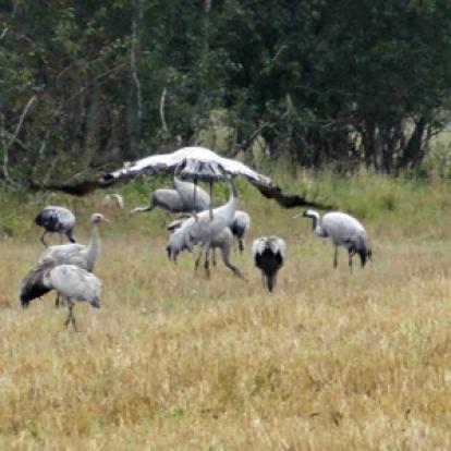 Voyage dans les Pays Baltes de René