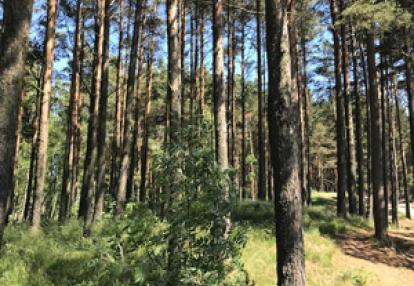 Voyage dans les Pays Baltes - Témoignage de Laurence