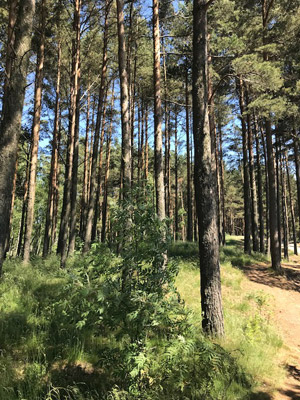 Voyage dans les Pays Baltes - Témoignage de Laurence