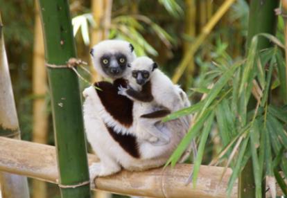 Voyage à Madagascar de Martine