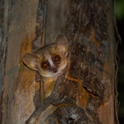 Microcebus à Kirindy