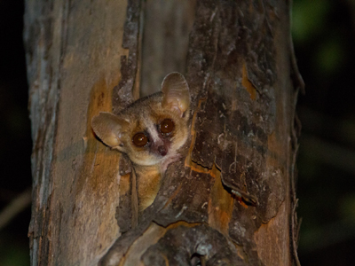Microcebus à Kirindy