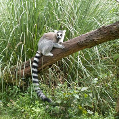 Voyage à Madagascar : Avis de Sylvie