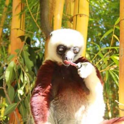 ©Thierry B. - Tous Droits Réservés Voyage à Madagascar d'Agnès & Thierry