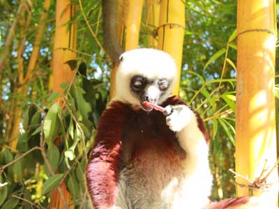©Thierry B. - Tous Droits réservés Voyage à Madagascar d'Agnès & Thierry