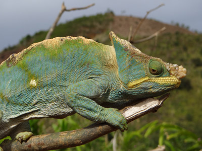 Voyage à Madagascar : Avis de Guy
