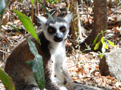 Voyage à Madagascar : Avis de Guy
