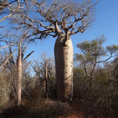 Voyage à Madagascar : Avis de Guy