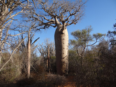 Voyage à Madagascar : Avis de Guy