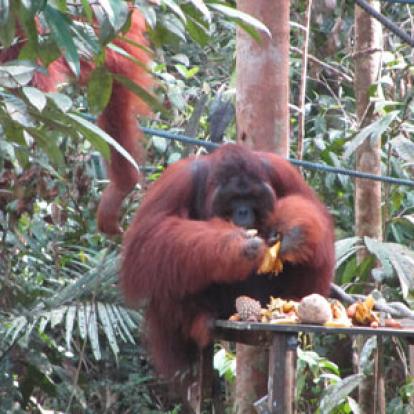 Voyage en Malaisie de Philippe et sa femme