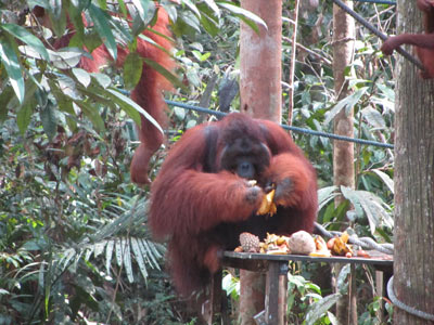 Voyage en Malaisie de Philippe et sa femme