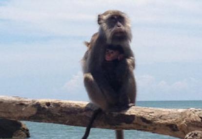 Voyage à Bornéo de la Famille de Martine