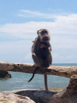 Voyage à Bornéo de la Famille de Martine