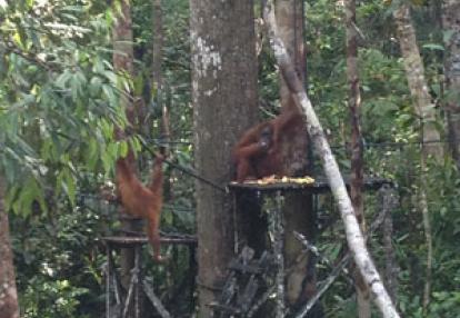 Voyage à Bornéo de la Famille de Martine