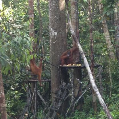Voyage à Bornéo de la Famille de Martine