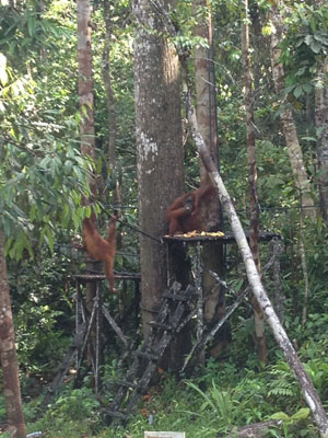 Voyage à Bornéo de la Famille de Martine