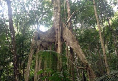 Voyage à Bornéo de la Famille de Martine