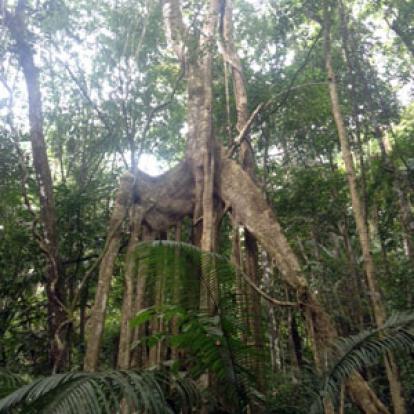 Voyage à Bornéo de la Famille de Martine