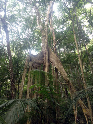 Voyage à Bornéo de la Famille de Martine