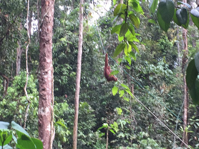 Voyage à Bornéo de Sébastien