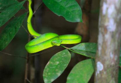 Voyage à Bornéo de Dominique