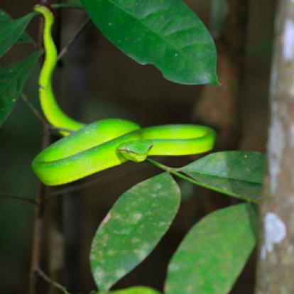 Voyage à Bornéo de Dominique