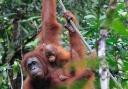 Voyage à Bornéo de Dominique