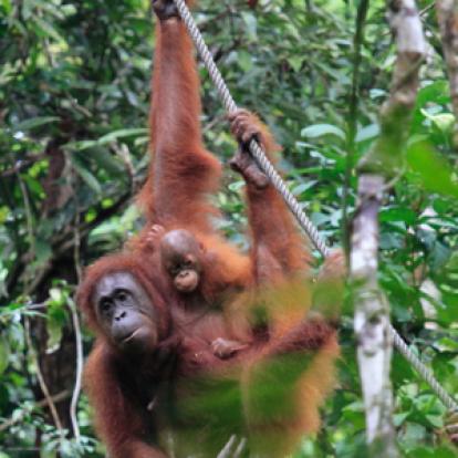 Voyage à Bornéo de Dominique