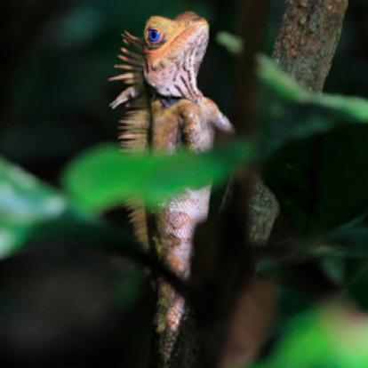 Voyage à Bornéo de Dominique