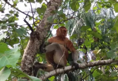 Voyage à Bornéo de la Famille d'Amélie
