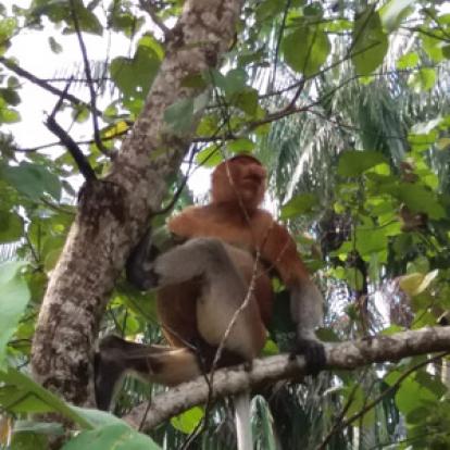 Voyage à Bornéo de la Famille d'Amélie