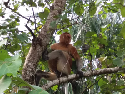 Voyage à Bornéo de la Famille d'Amélie
