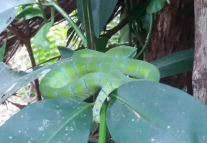 Voyage à Bornéo de la Famille d'Amélie