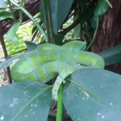 Voyage à Bornéo de la Famille d'Amélie
