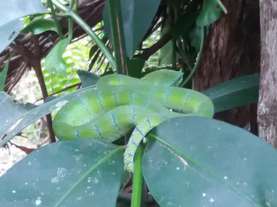 Voyage à Bornéo de la Famille d'Amélie